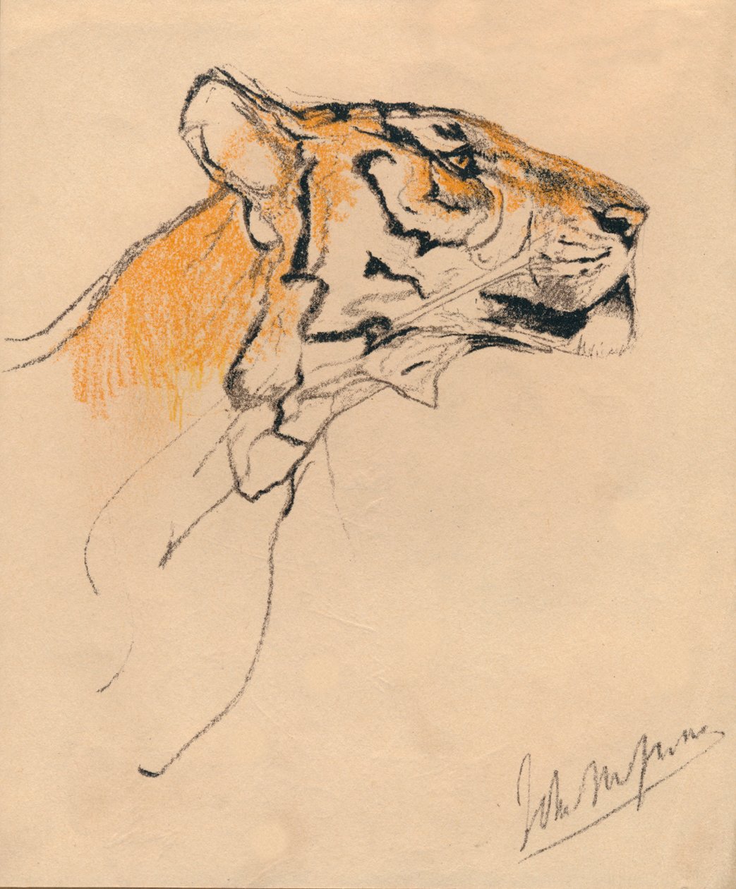 Hoofd van een tijger door John Macallan Swan