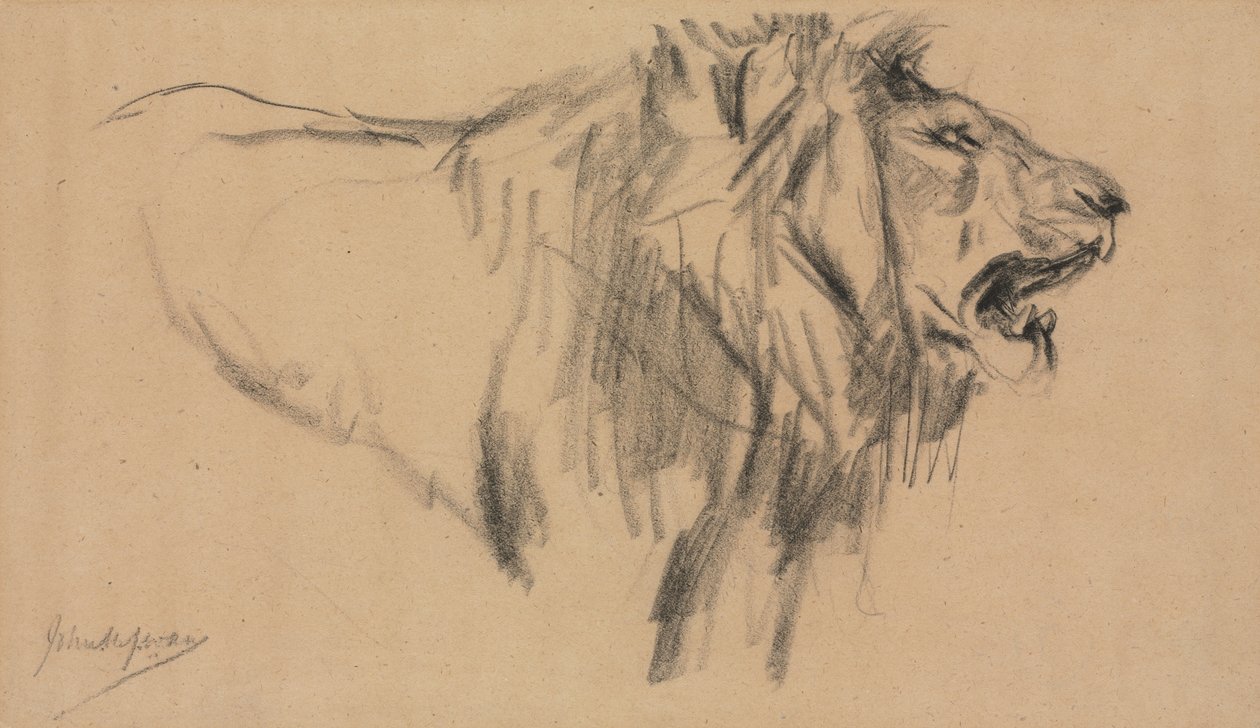 Leeuw door John Macallan Swan