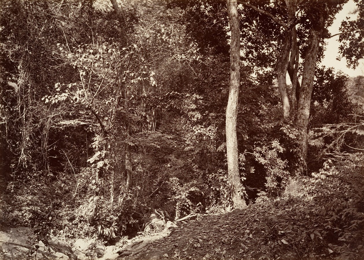 Tropisch Landschap, Uitzicht nabij Chipigana, 1871 door John Moran