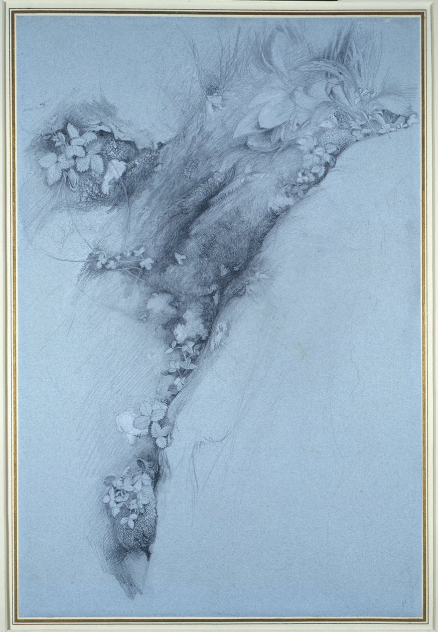 Mos en wilde aardbei door John Ruskin