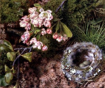 Een vogelnest en appelbloesem door John Sherrin