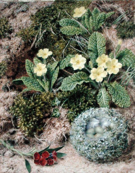 Sleutelbloemen en Nest door John Sherrin
