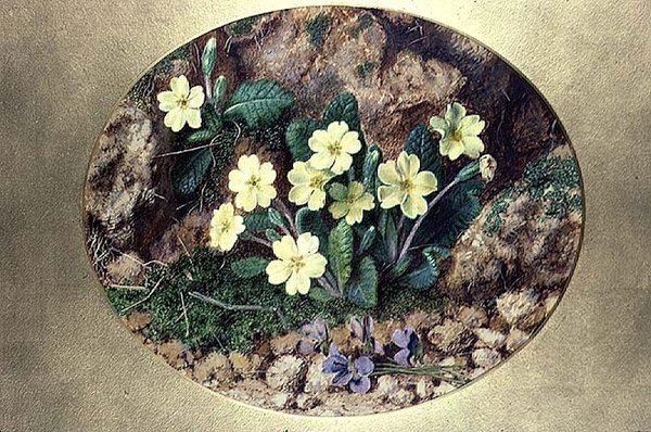 Sleutelbloemen en viooltjes door John Sherrin