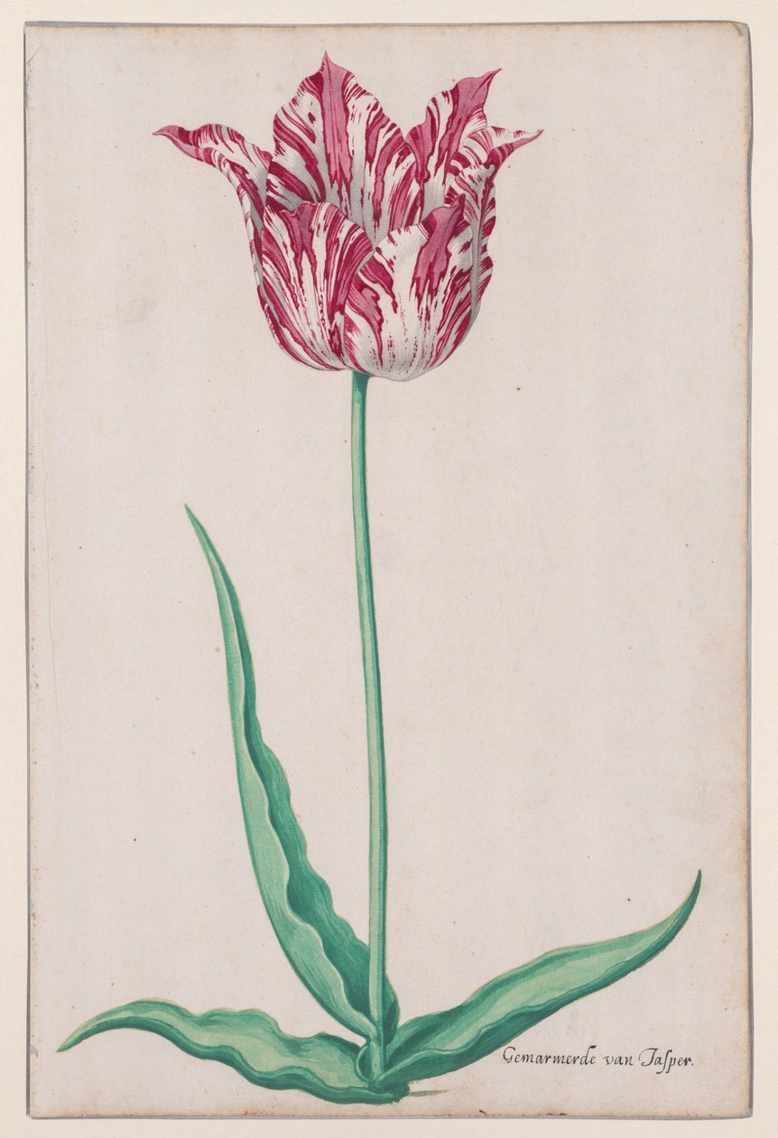 Studie van een Tulp (Gemarmerde van Jasper) door John Thomson