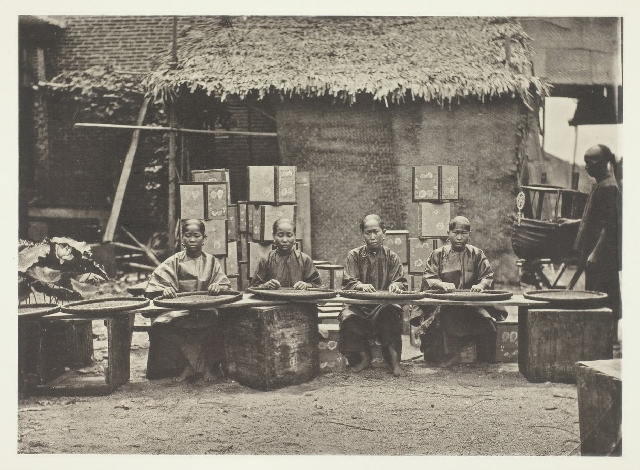 Theeplukken in Canton, ca. 1868 door John Thomson