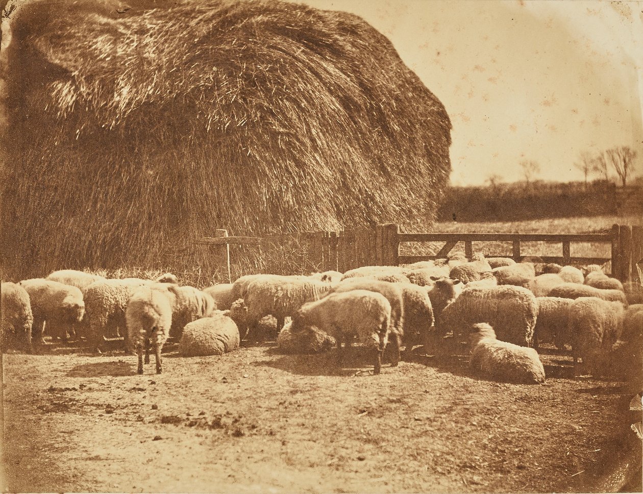 [Schapen in een hok]. door John Whistler