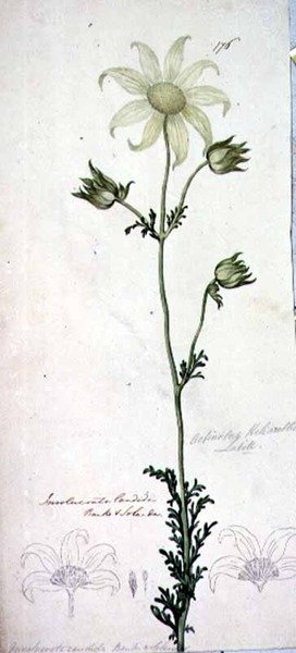 Flanelbloem, actinotus helianthe labill door John William Lewin