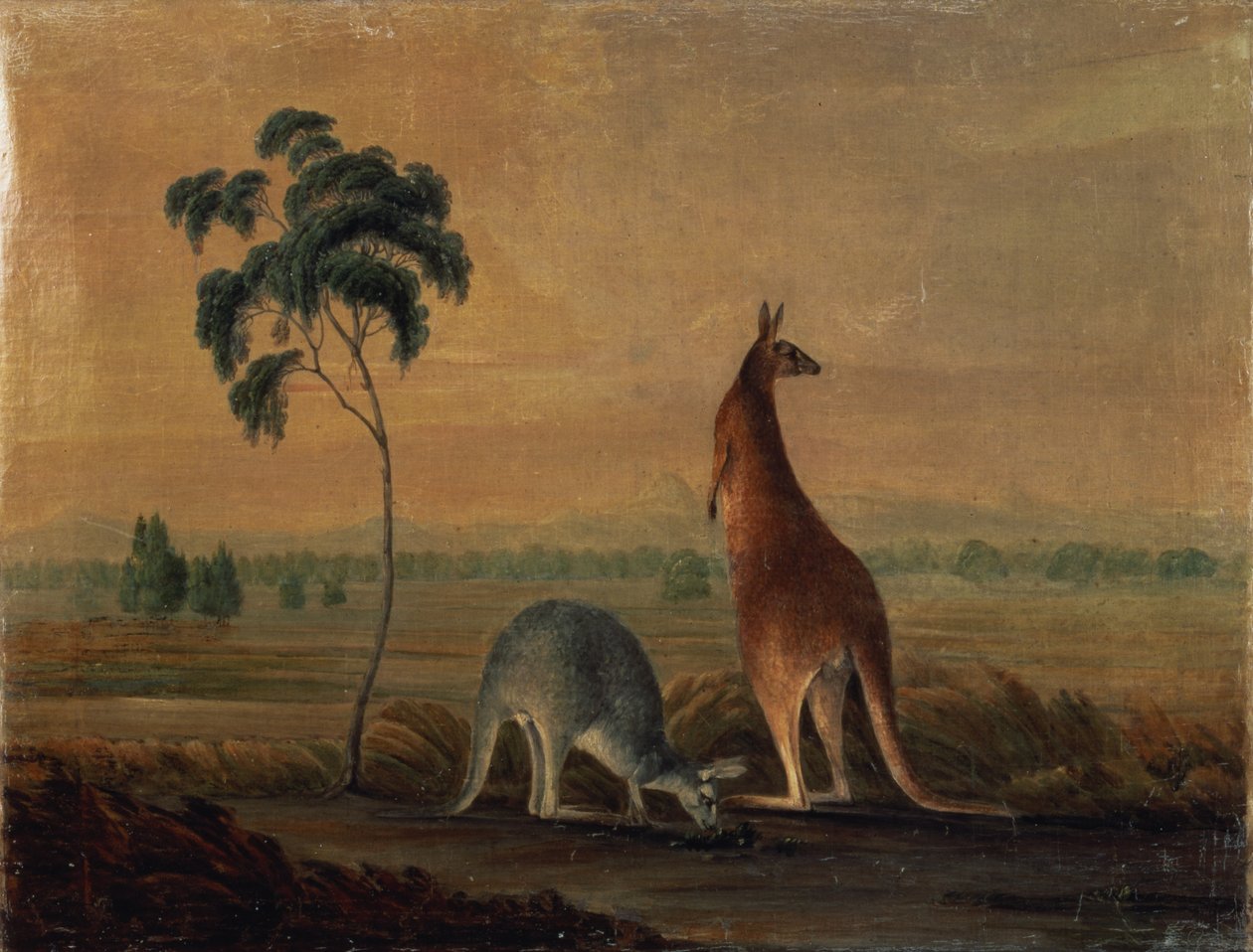 Kangoeroes in een landschap, c.1819 door John William Lewin