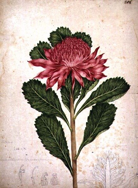 Waratah, telopea speciosissima door John William Lewin