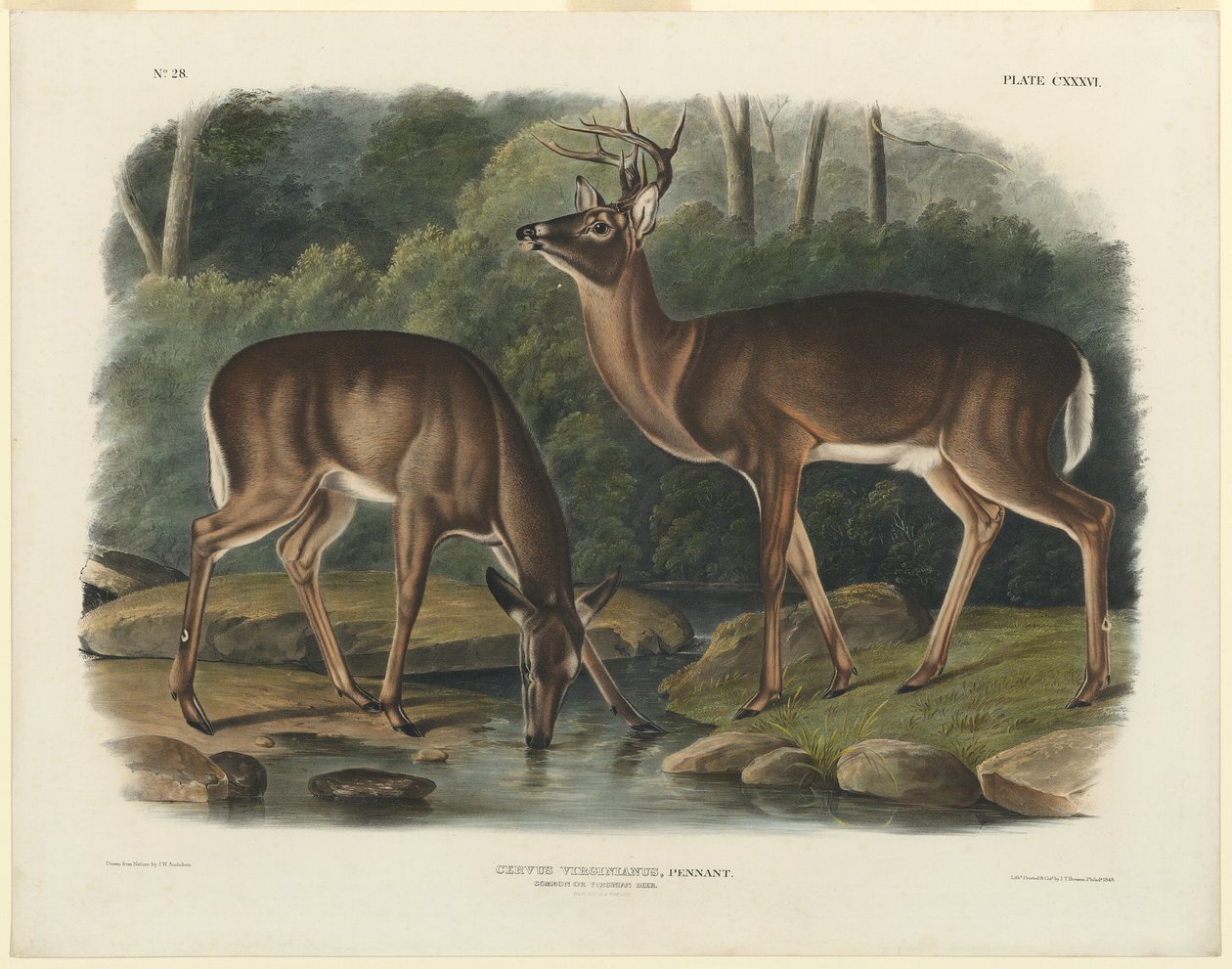 Cervus Virginianus door John Woodhouse Audubon