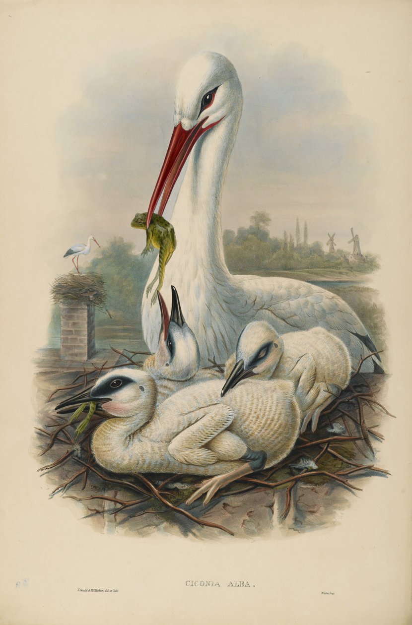 Onbekend beeld door John after Gould