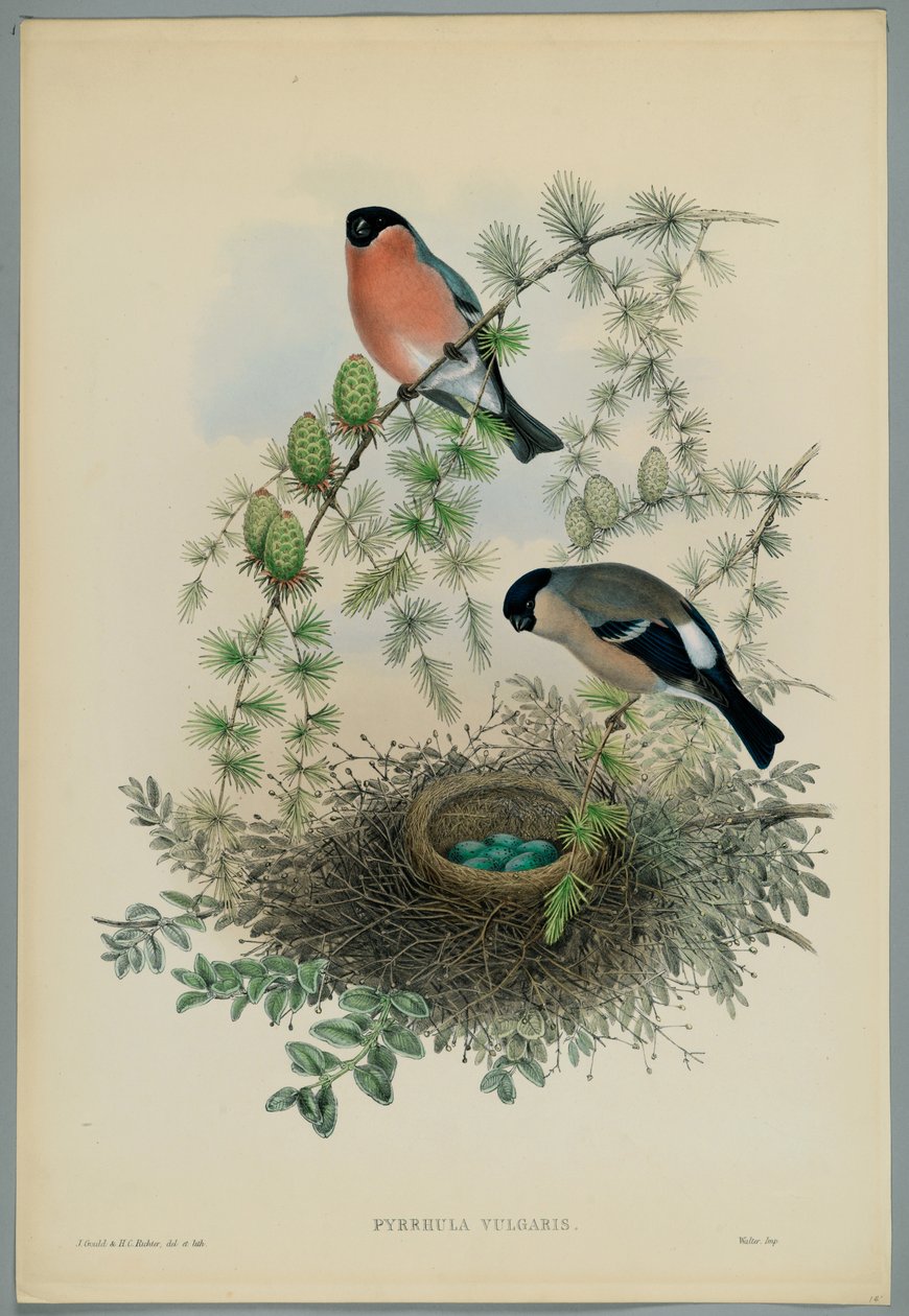 Onbekend beeld door John after Gould
