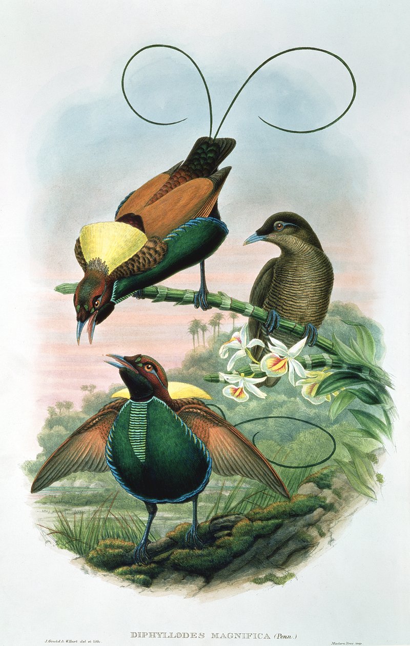 Diphyllodes Magnificus door John and Hart, William Gould