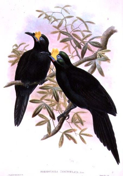 Paradigalla Carunculata door John and Hart, William Gould