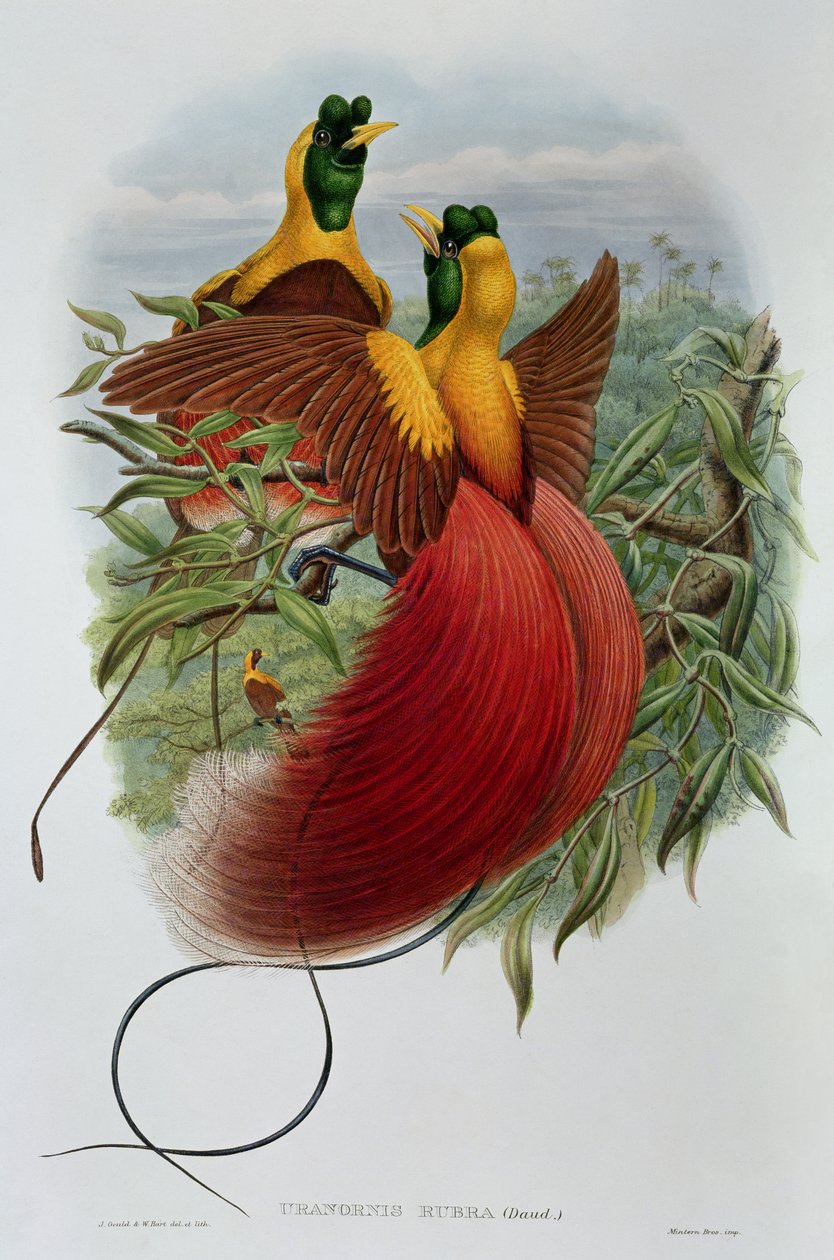 Uranornis Rubra door John and Hart, William Gould
