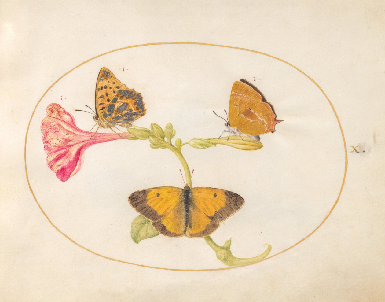 Vlinder, ca. 1575-80 door Joris Hoefnagel