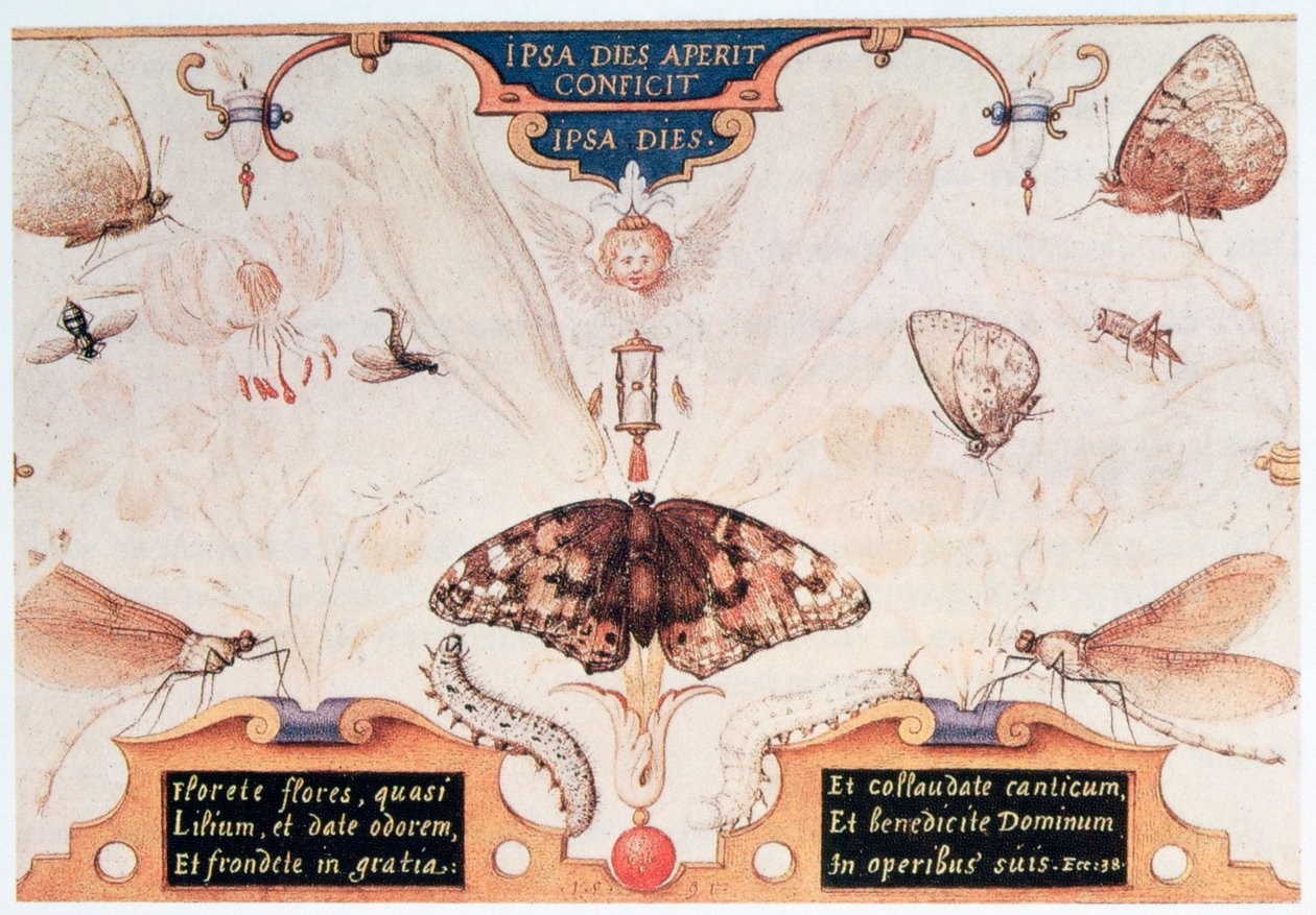 Diptiek met bloemen en insecten, 1591 door Joris Hoefnagel