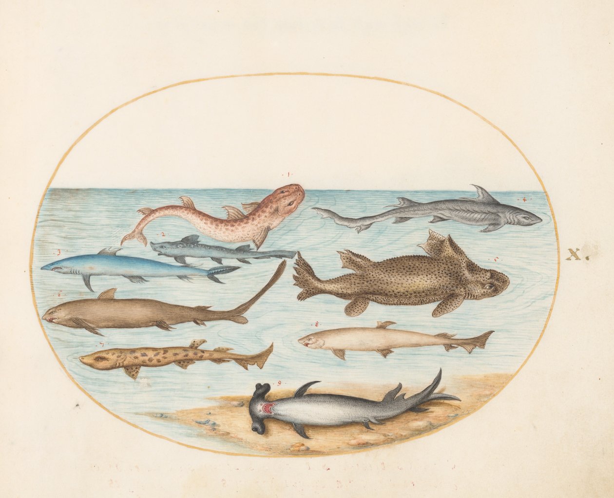 Vis, ca. 1575-80 door Joris Hoefnagel
