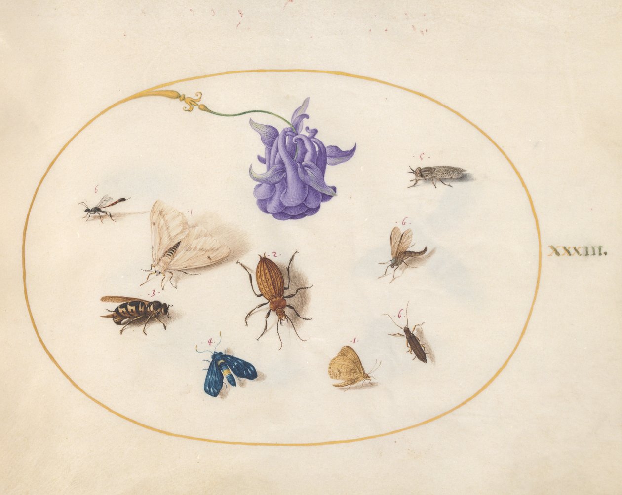 Insecten, ca. 1575-80 door Joris Hoefnagel