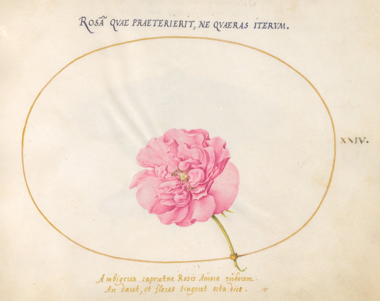 Plaat 24: Roze Roos door Joris Hoefnagel