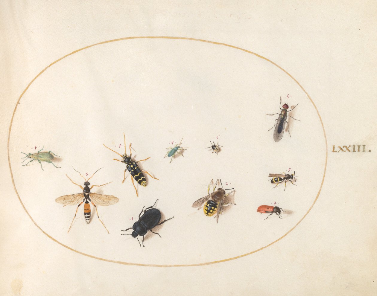 Plate 73: Tien Insecten door Joris Hoefnagel