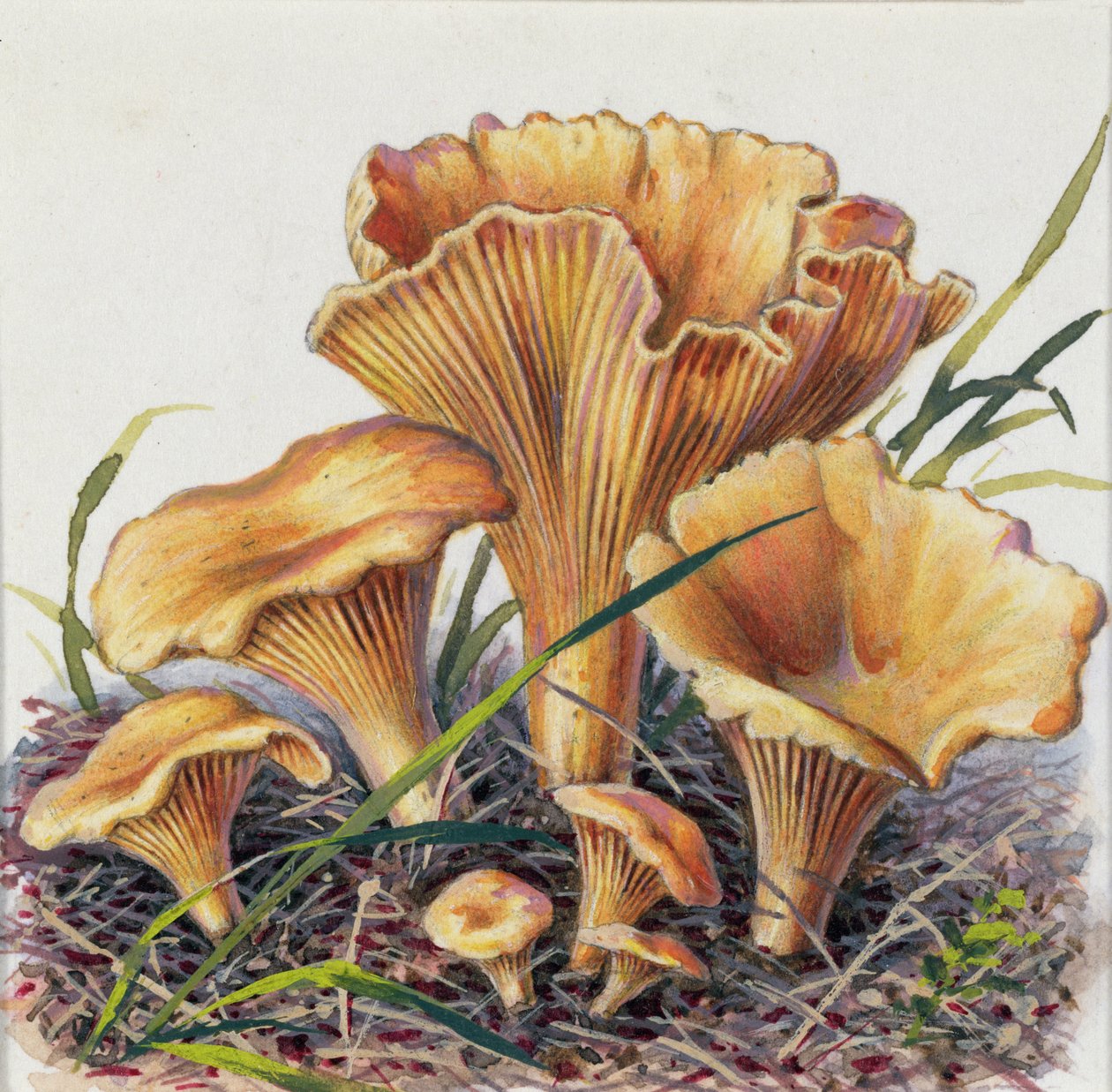 Studie van schimmel door Josef Fleischmann