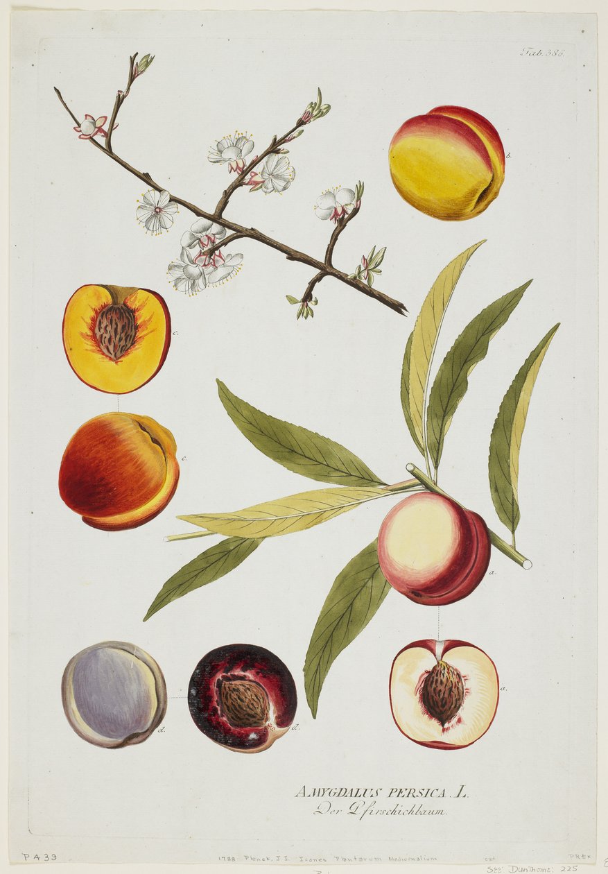 Amygdalus persica, uit Icones Plantarum Medicinalium, 1788 door Joseph Jacob Plenck