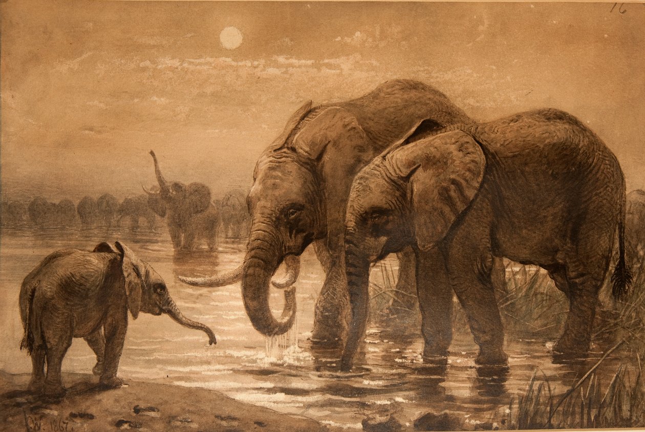 Afrikaanse olifanten door Joseph Wolf