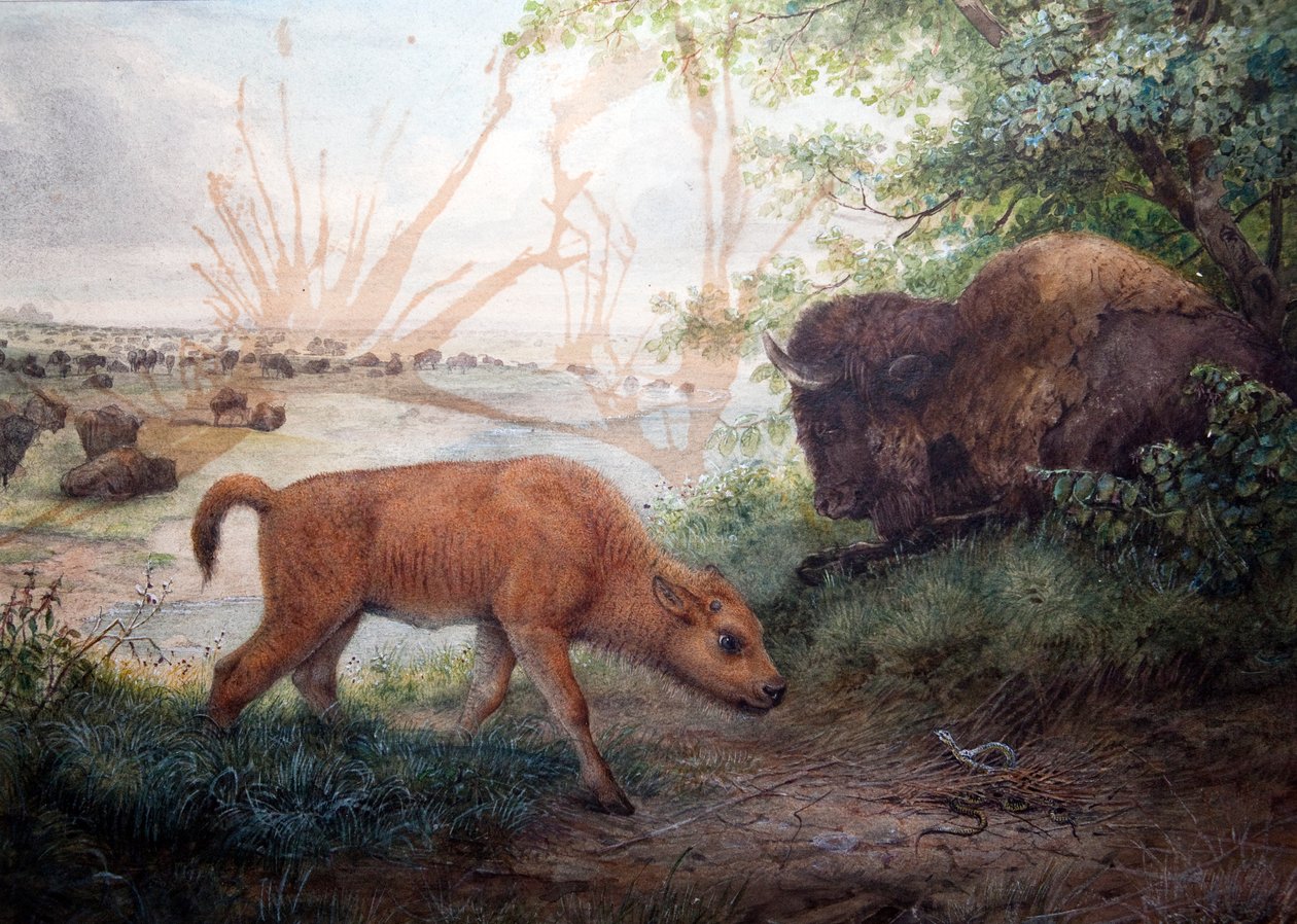 Amerikaanse Bizon door Joseph Wolf