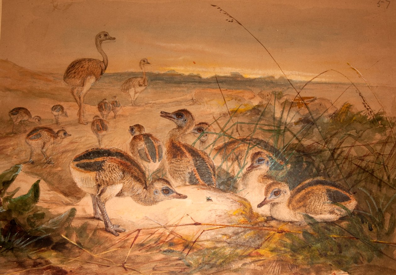 Amerikaanse nandoes (Rhea americana), ca. 1851-76 door Joseph Wolf