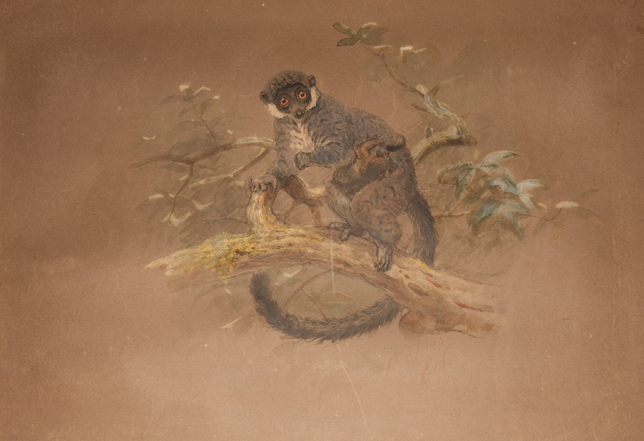 Zwartvoetmaki (Lemur nigifrons) door Joseph Wolf