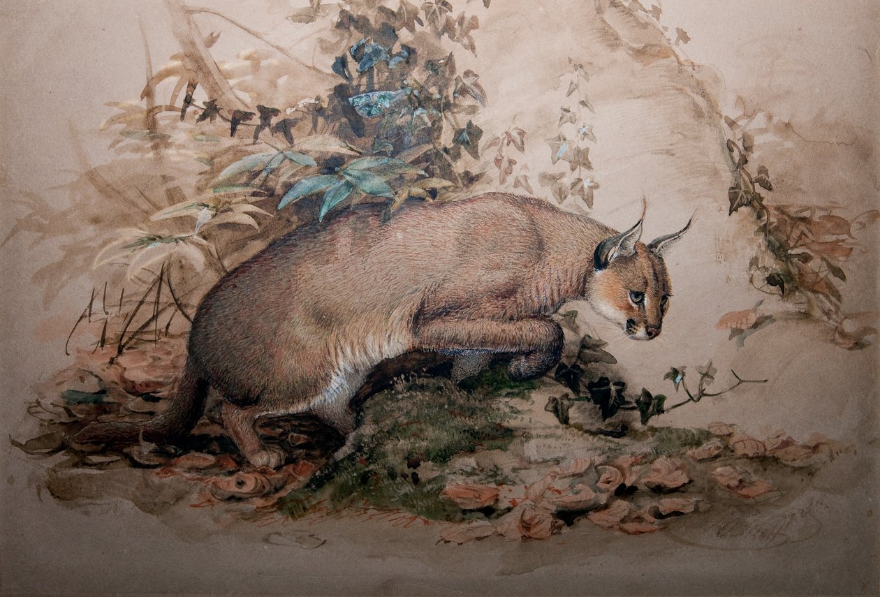 Caracal, 1851-69 door Joseph Wolf