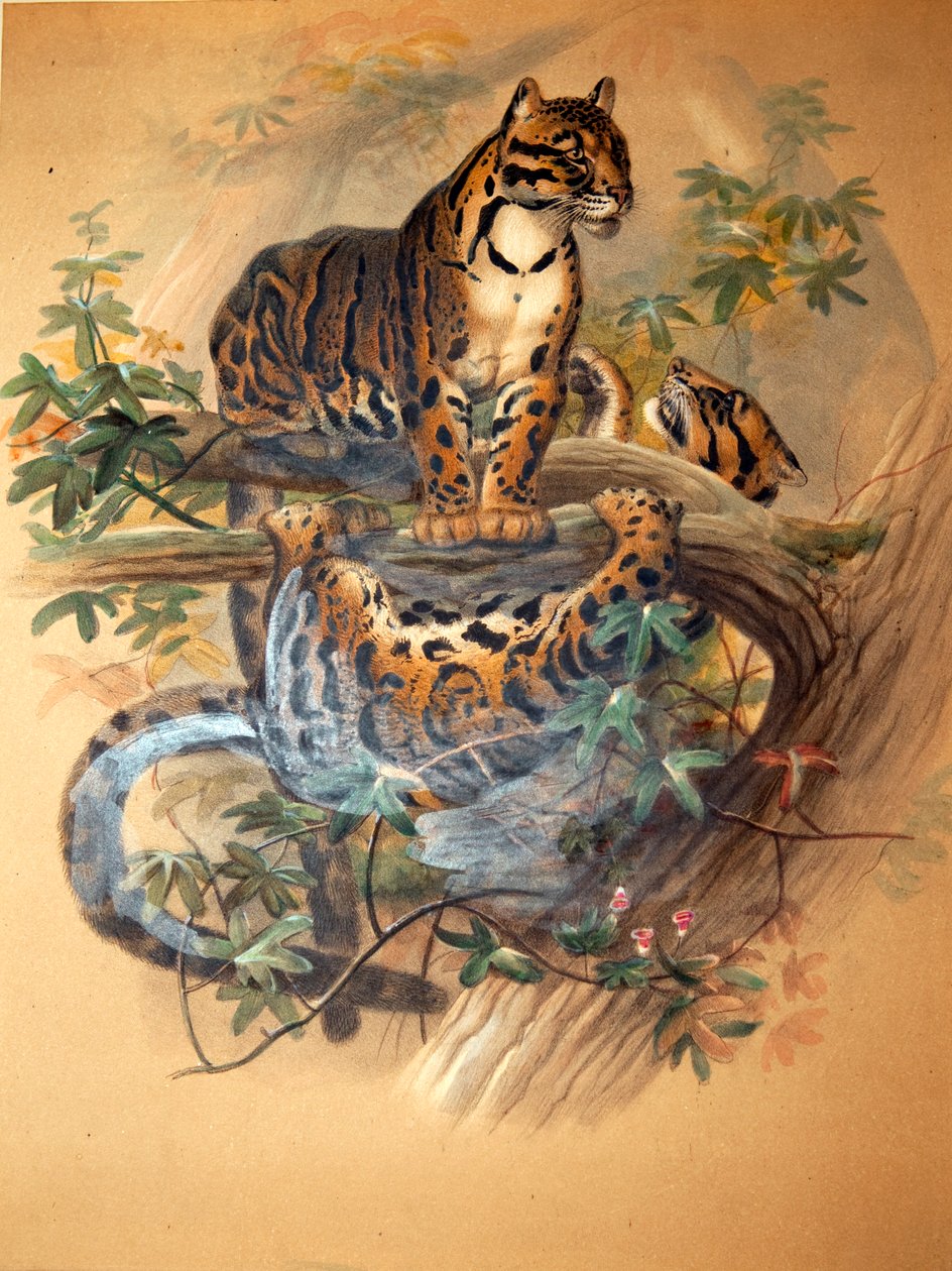 Nevelpanter, 1861 door Joseph Wolf