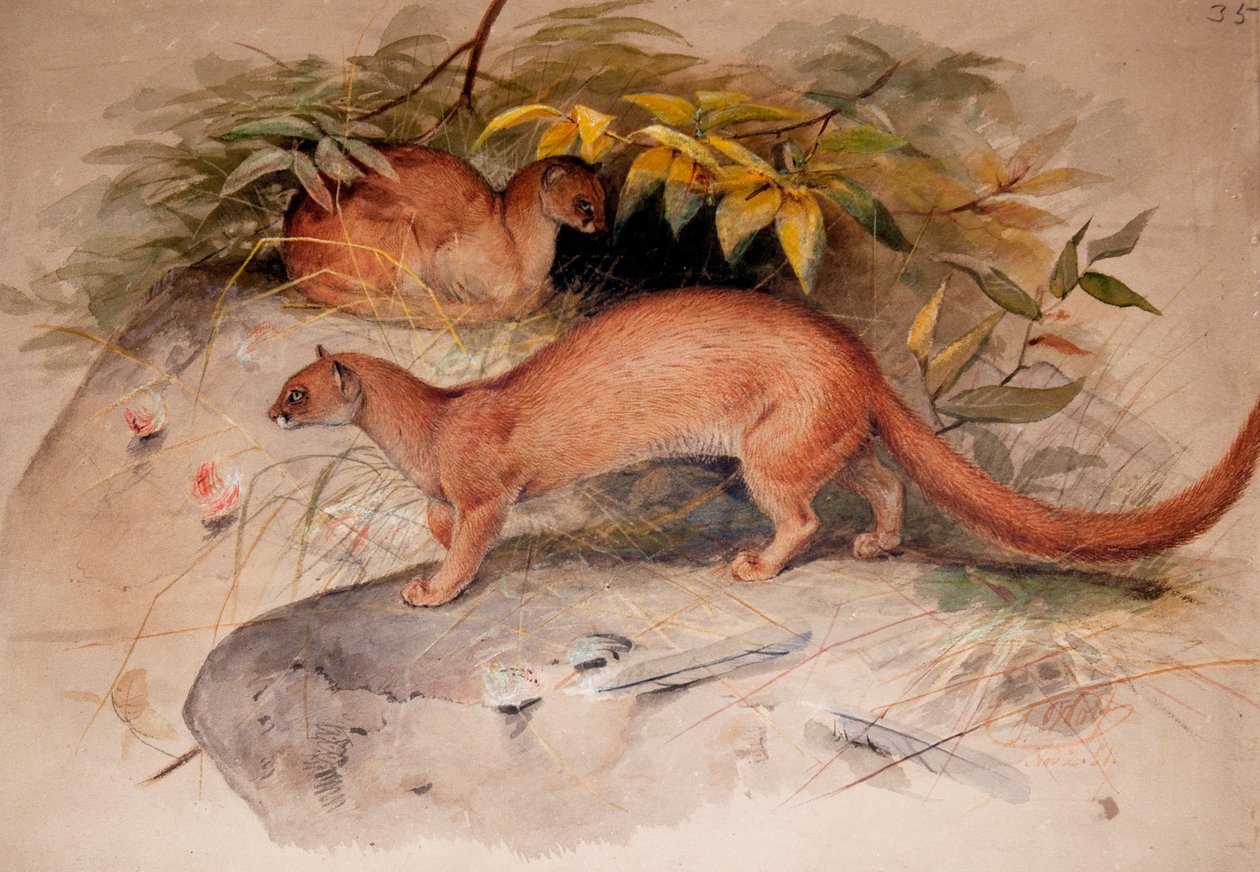 Eyra (Felis eyra), 1851 door Joseph Wolf