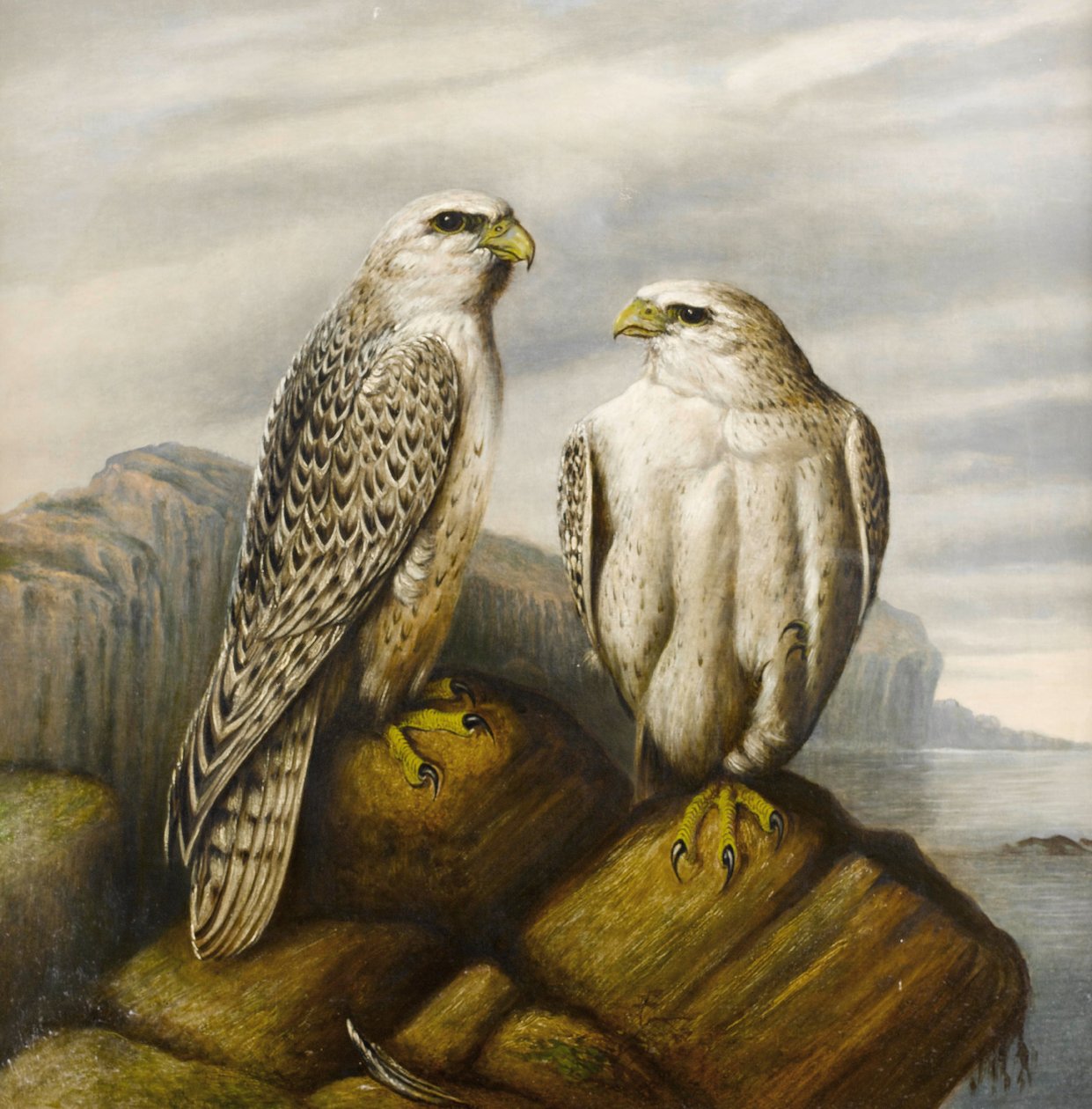 Giervalken op een rotsrichel door Joseph Wolf