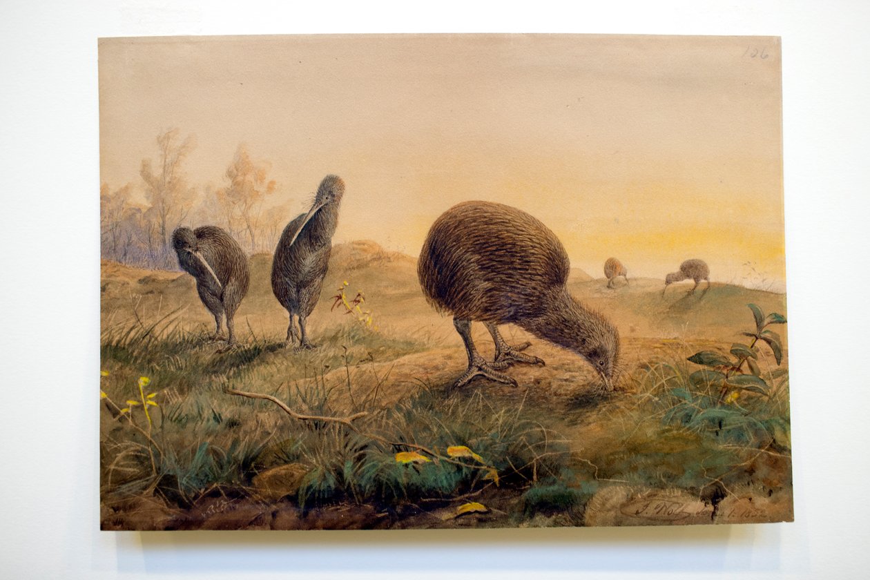 Kiwi Mantells door Joseph Wolf