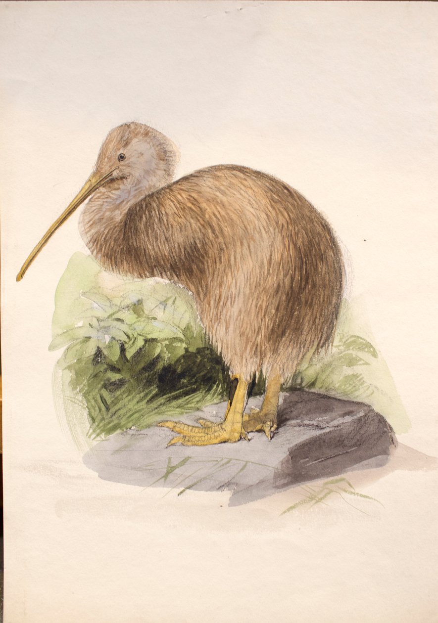 Kiwi, c.1850 door Joseph Wolf