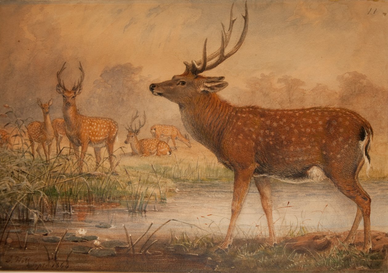 Mantsjoerijse herten door Joseph Wolf
