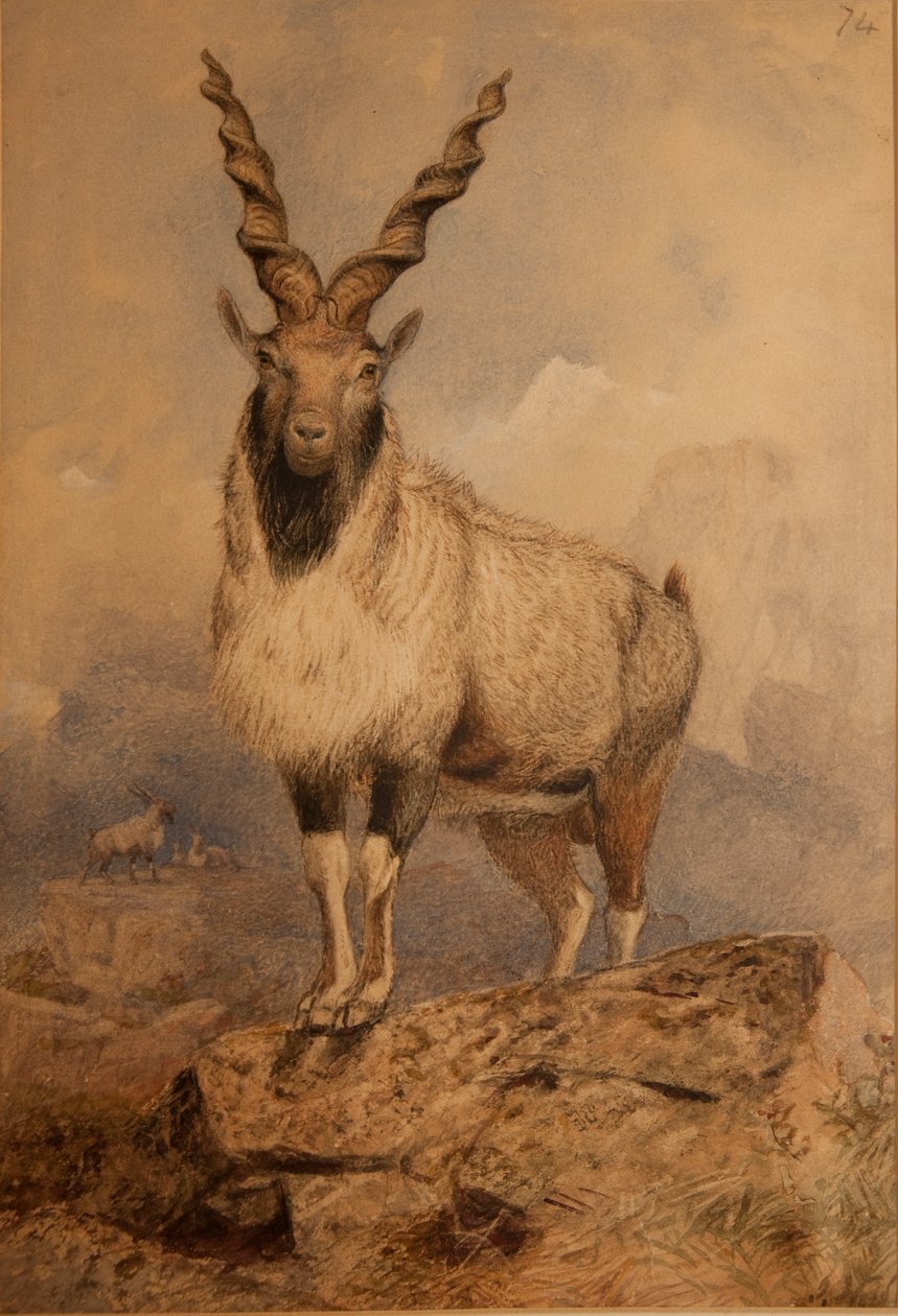 Markhoor door Joseph Wolf