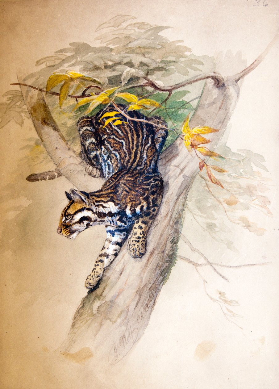 Ocelot, 1851-52 door Joseph Wolf