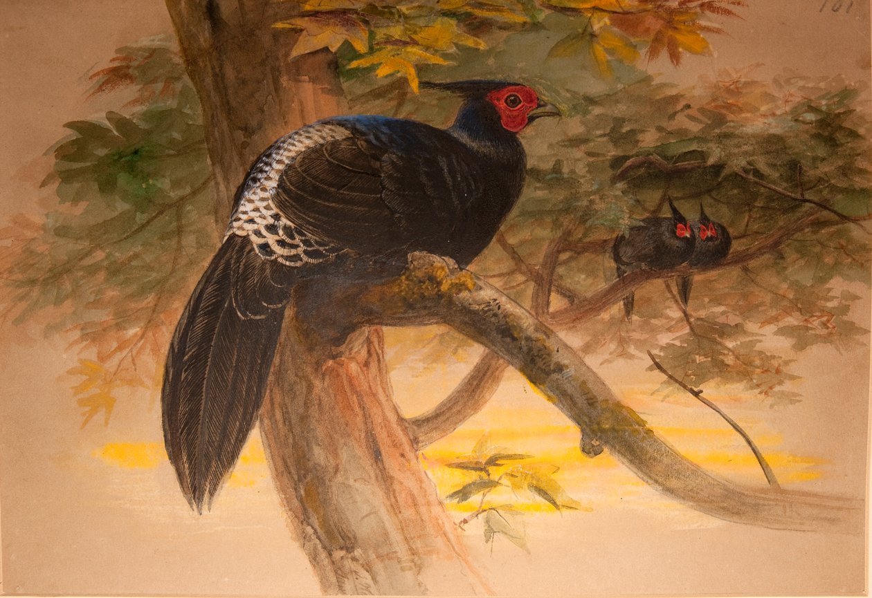 Paarse Kaleege (Euplocamus horsfieldi), c.1851-76 door Joseph Wolf