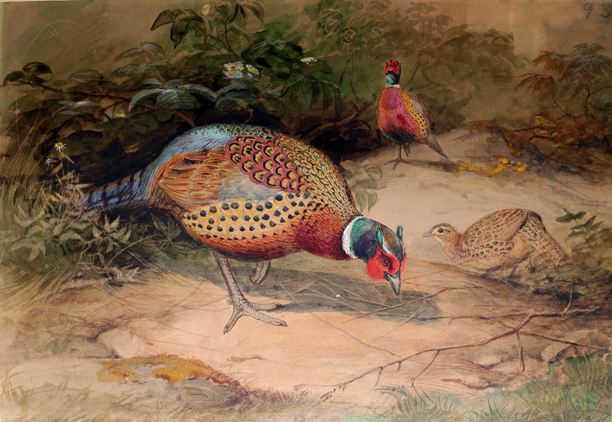 Ringnekfazant (Phasianus torquatus), 1852-54 door Joseph Wolf