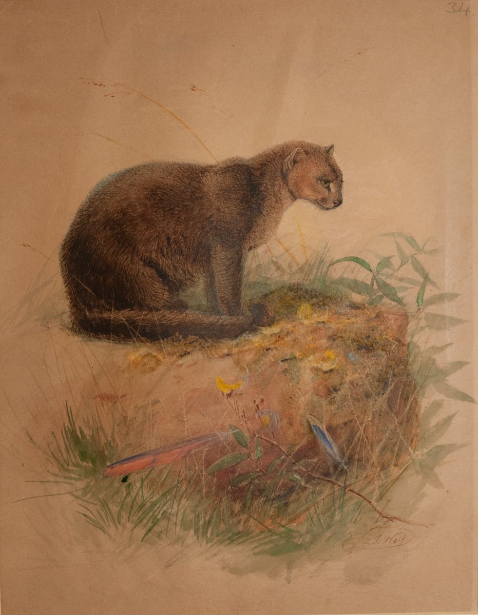 Yaguarundi Kat (Felis yaguarundi) door Joseph Wolf