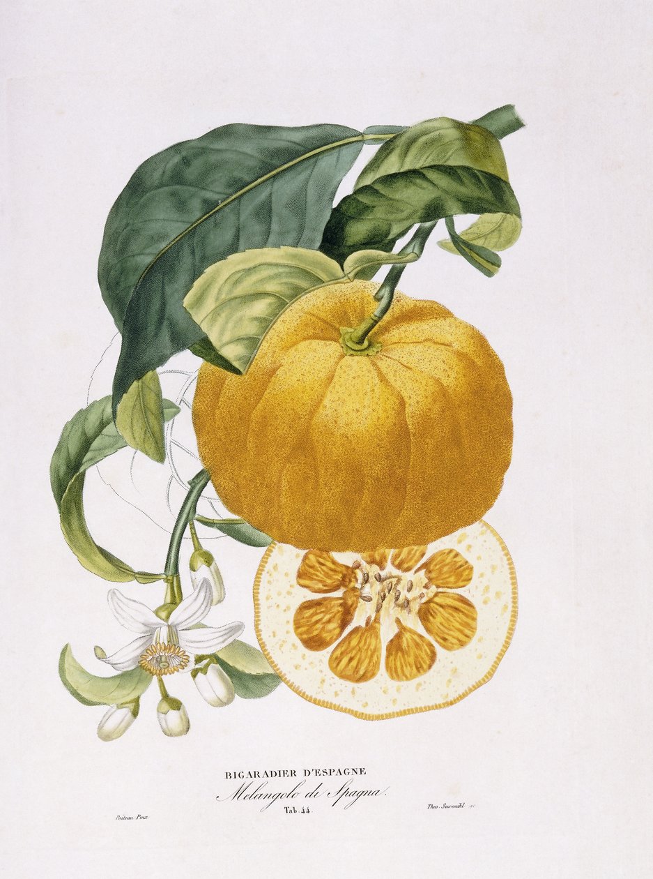 Histoire Naturelle des Orangers, 1818-20 door Joseph Antoine Risso
