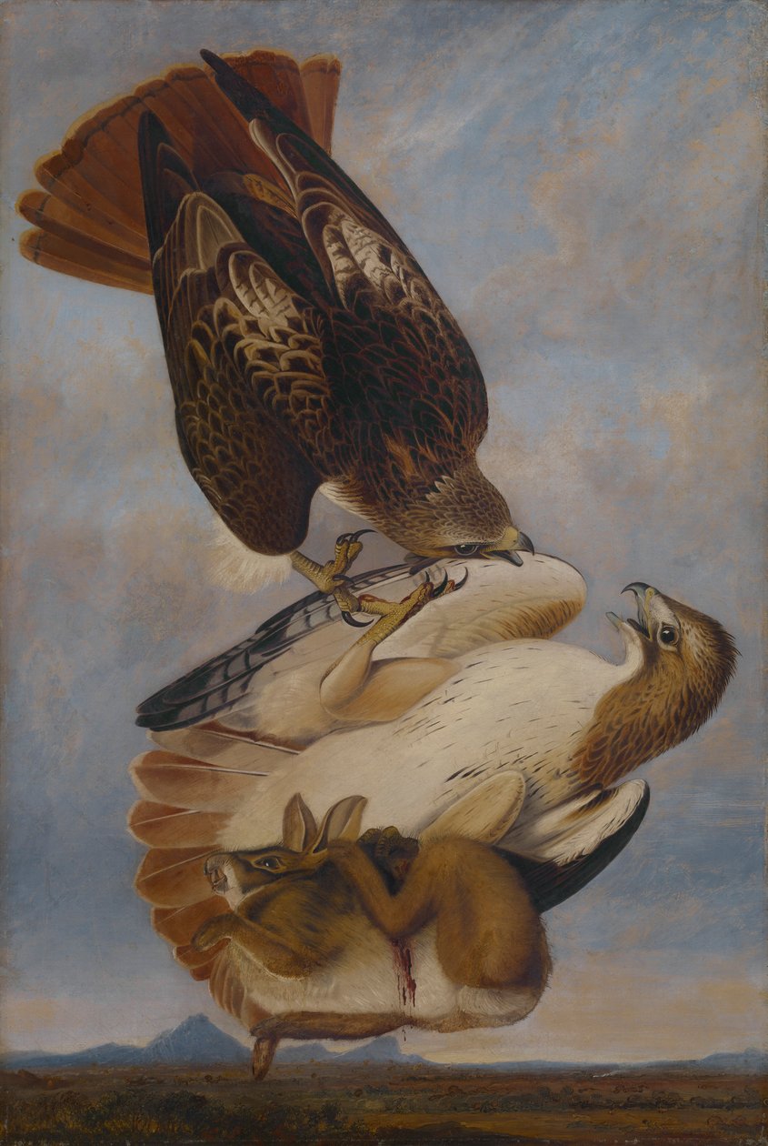 Roodstaartbuizerd door Joseph Bartholomew Kidd