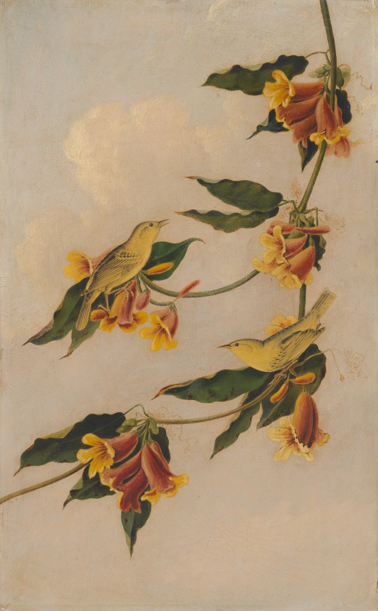 Gele zanger, 1830-1833 door Joseph Bartholomew Kidd