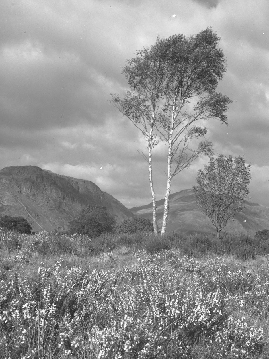 Bloemen en bomen voor fells door Joseph Hardman