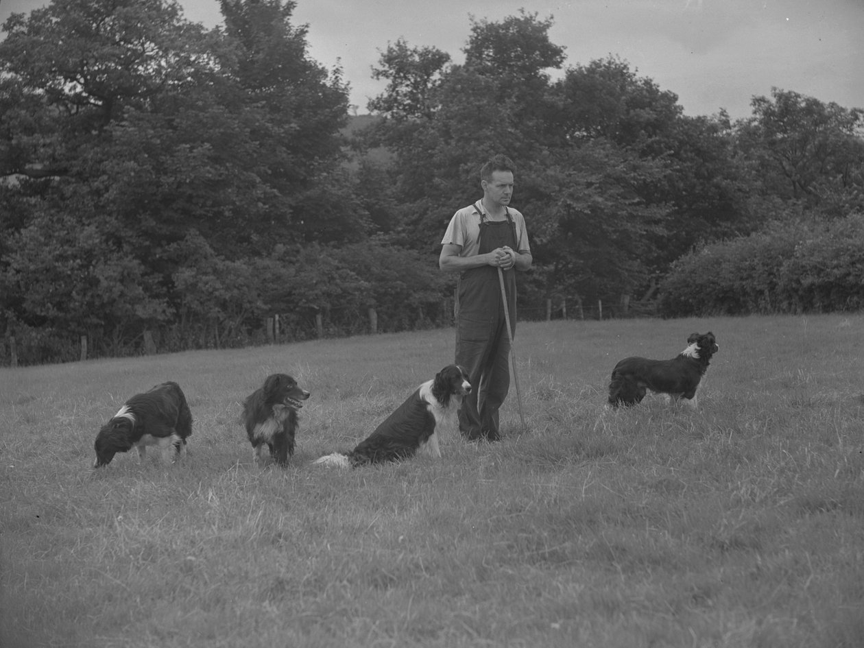 Herder en vier honden door Joseph Hardman