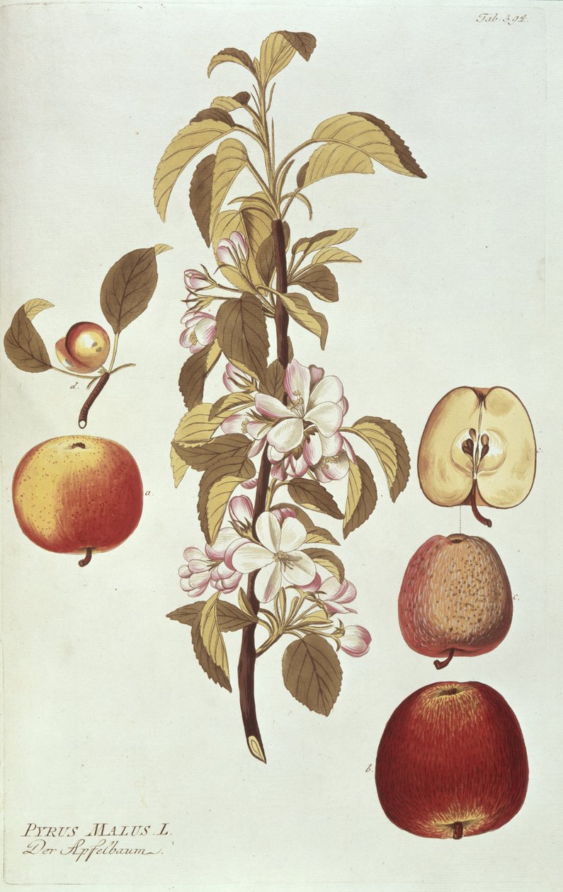 Pyrus Malus door Joseph Jacob Plenck