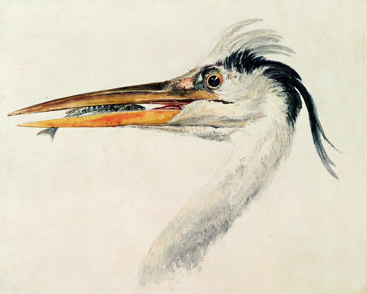 Reiger met een vis door Joseph Mallord William Turner